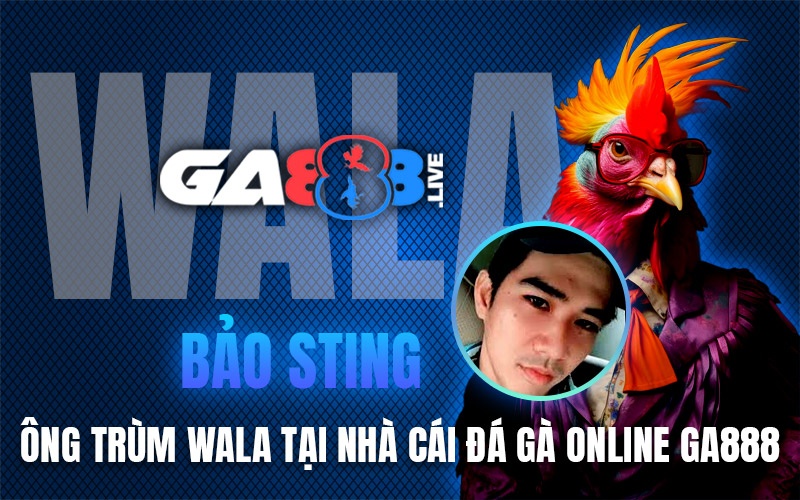 Bảo Sting – Ông Trùm Wala Tại Nhà Cái Đá Gà Online GA888 Bảo Sting - Ông Trùm Wala Tại Nhà Cái Đá Gà Online GA888