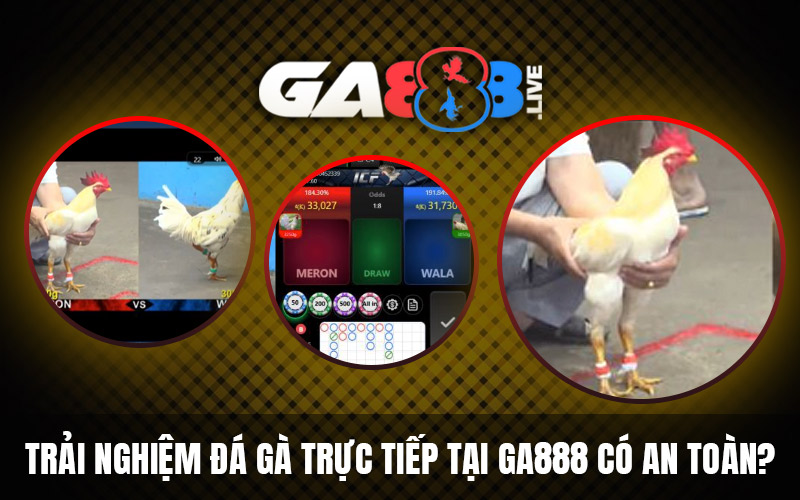 Trải nghiệm đá gà trực tiếp tại GA888 có an toàn? Trải nghiệm đá gà trực tiếp tại GA888 có an toàn?