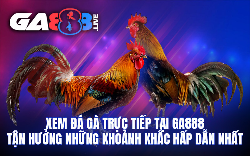 Xem đá gà trực tiếp tại GA888 – Tận hưởng những khoảnh khắc hấp dẫn nhất Xem đá gà trực tiếp tại GA888 - Tận hưởng những khoảnh khắc hấp dẫn nhất